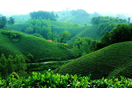 茶园风景