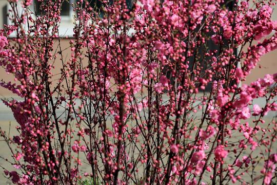 樱桃花