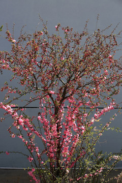 樱桃花