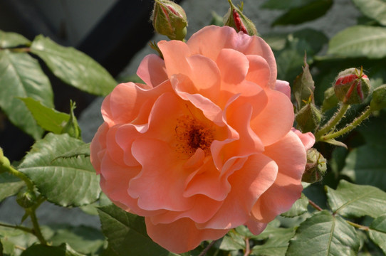月季花
