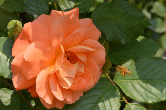 月季花