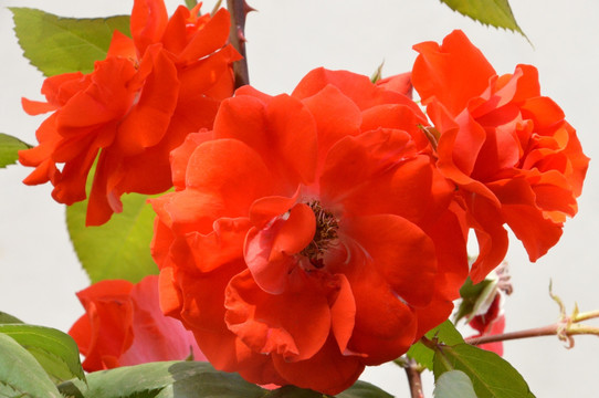 月季花