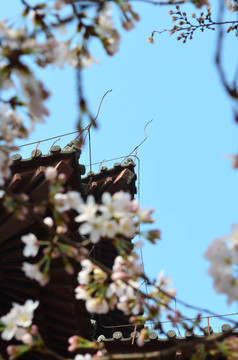 樱花屋檐