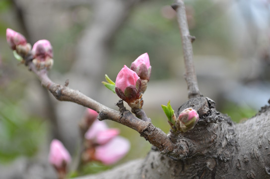 桃花