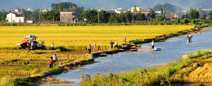 农村割禾 场景