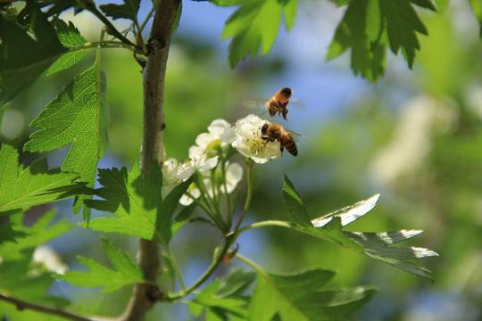 蜂花恋