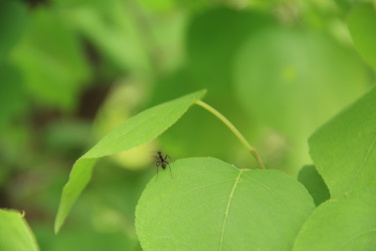 蚂蚁与叶子