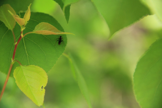 绿叶与蚂蚁