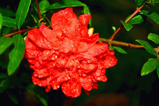 雨后的石榴花