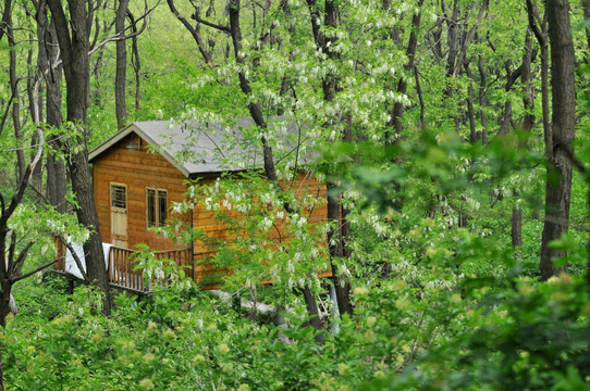 森林里的木房子