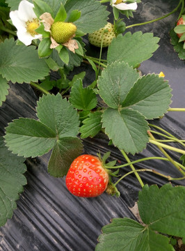 草莓果实采摘新鲜