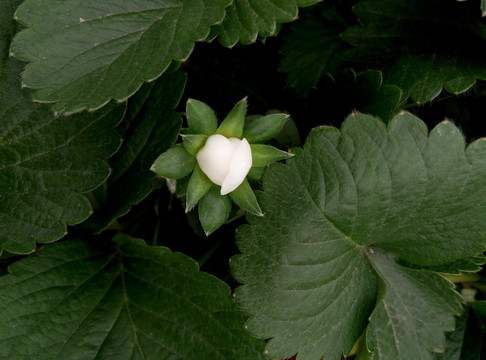 草莓花蕾田园