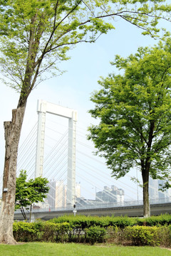 城市绿树