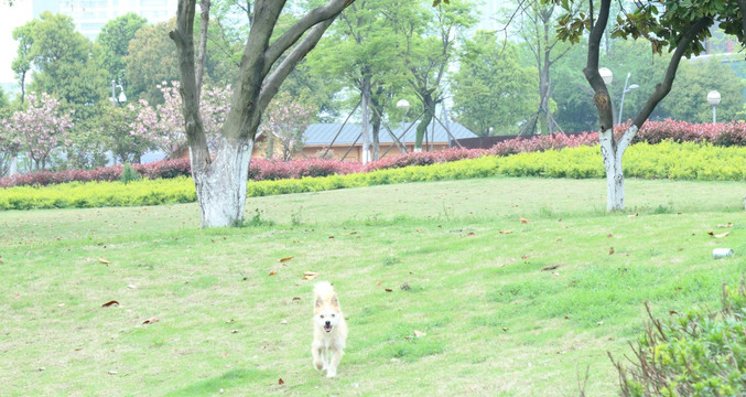 小狗草地奔跑