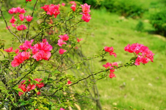 花丛花枝