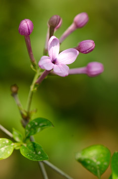 紫丁香花花苞