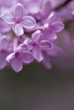 盛开的紫色丁香花