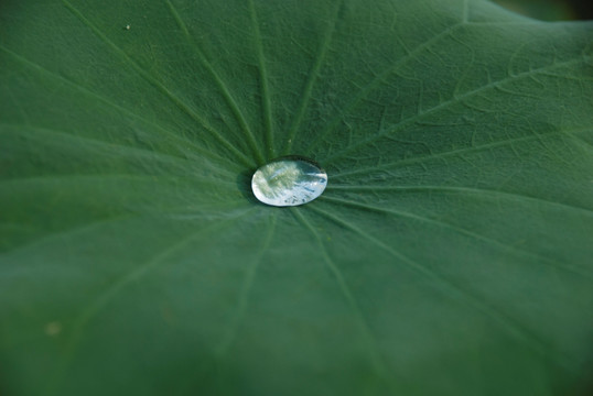 荷叶水珠