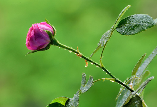 雨中花