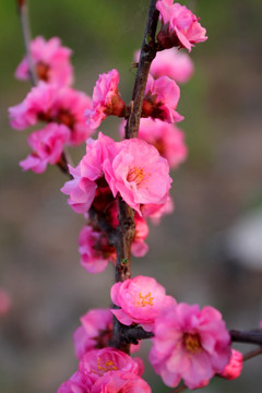 桃红柳绿 花卉 花树 春天 花