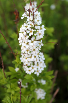 野花 野草 原野 白花 百花