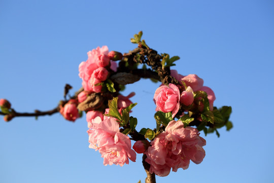 樱桃花