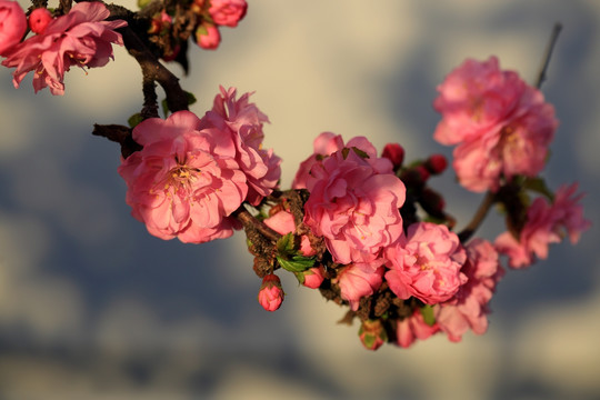 樱桃花