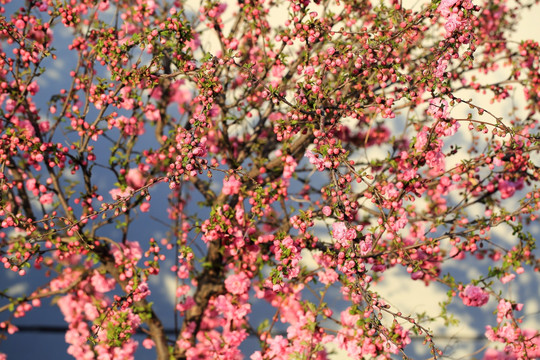 樱桃花