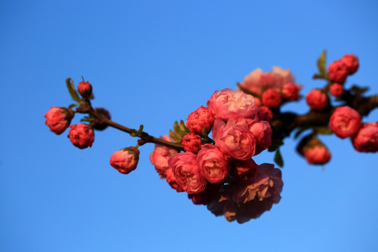 樱桃花