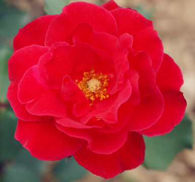 一朵红花