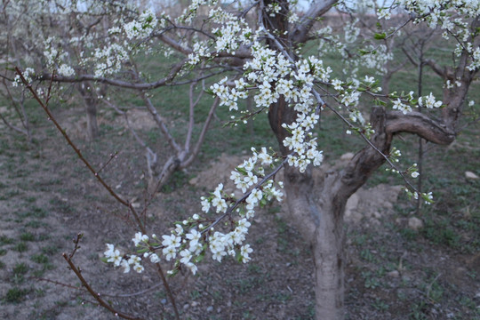 李树开花