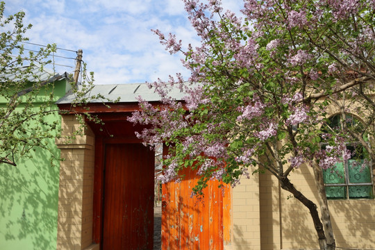门前开花的丁香树