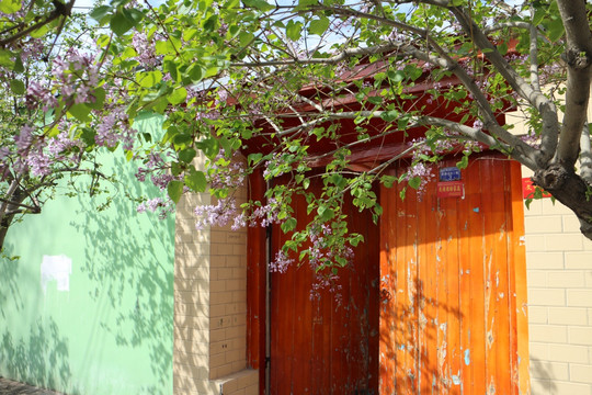门前开花的丁香树