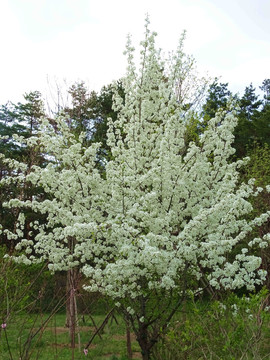 繁花似锦