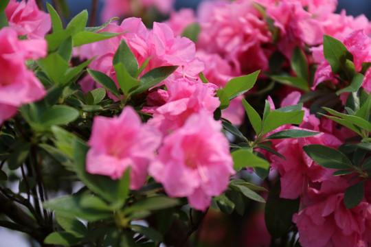 杜鹃花