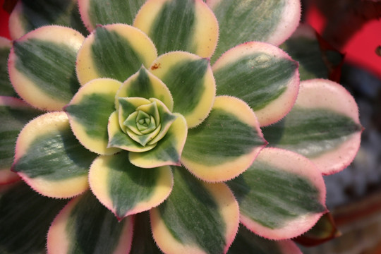 石莲花