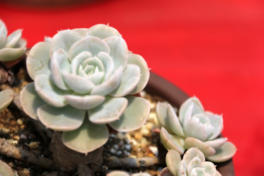 植物素材