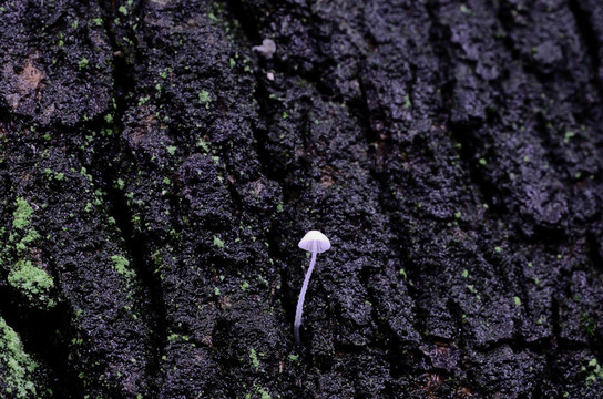 树皮上微小的菌类植物微距特写