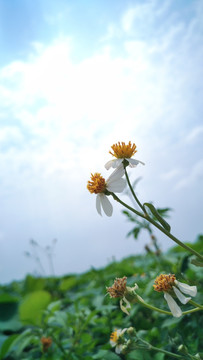 野花