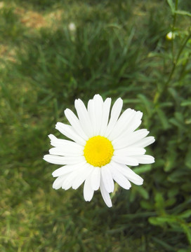 白色小花 雏菊 一朵小花