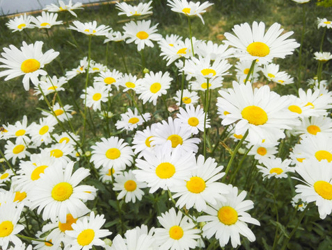 一片白色小花 菊花美图 花丛