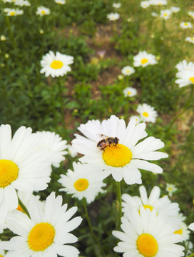 蜜蜂采蜜 白色雏菊花