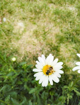 蜜蜂采蜜 白色雏菊花