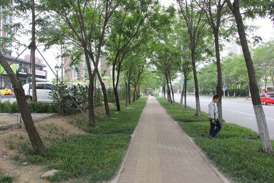 城市绿化行道树