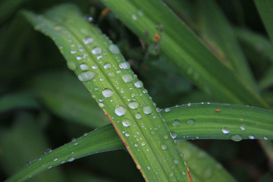 青草雨露