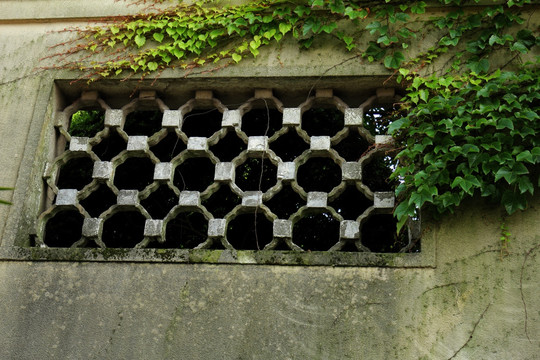 爬山虎