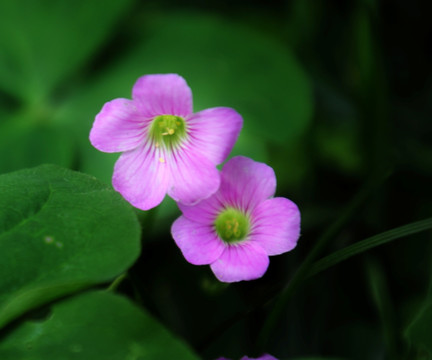 花卉
