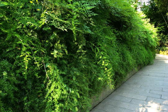 植物墙