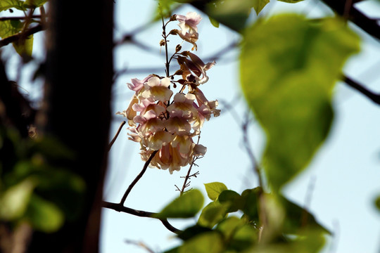 泡桐树花