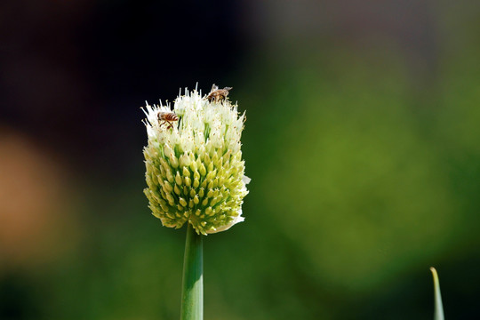 大葱 蜜蜂采大葱花粉